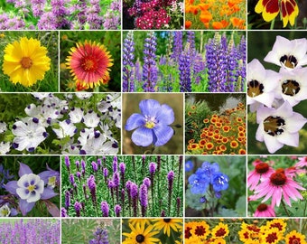 USA Heirloom North American Native Wildflower Seed Mix - Easy Care - Great for Kids