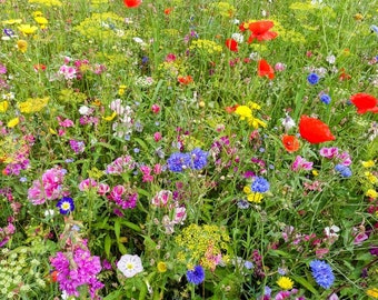 EDIBLE Flower Mix -  Flower Seeds - Gourmet Edible Flowers Mix – A Flower Patch You Can Eat -