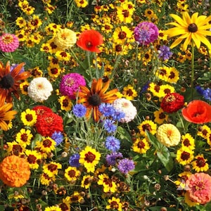 Everlasting Wildflower Seed Mix Seeds - Easy Care - Great for Kids - Annual Flower Mix