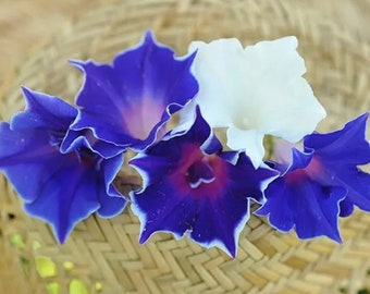 Heirloom Flower Seeds - Morning Glory - Kikyo-Yaki  - Non GMO - Garden Pollinator Flowers - Save the Bees - Flower Gardening