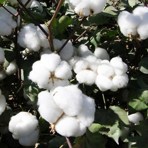 NC Heirloom Cotton Seeds - American Upland Cotton - Homestead Supplies - Flower Seeds
