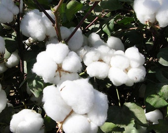 Heirloom Organic Cotton Seeds - American Upland Cotton - Homestead Supplies - Flower Seeds