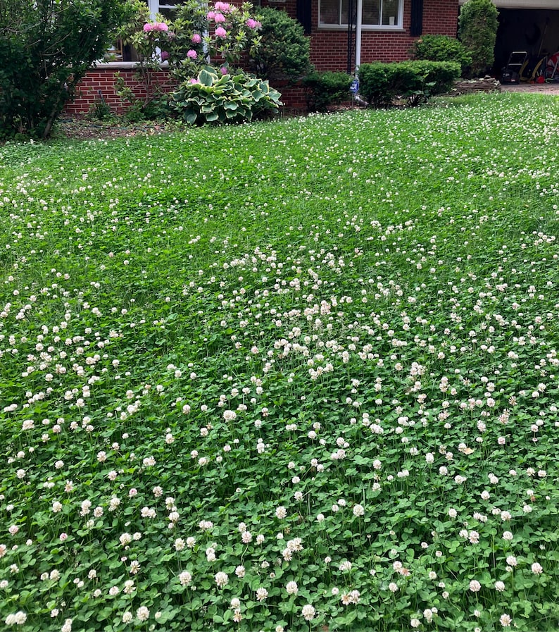 RaleighSeedCo Dutch Clover Seeds