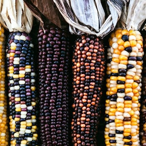 NC Heirloom Indian Corn Seeds -  Ornamental Corn - Non GMO - Open Pollinated - Vegetable Gardening Grow Your Own Food