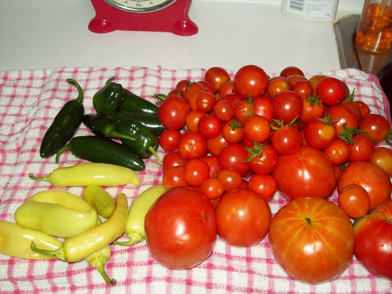 NC Heirloom Clemson Spineless Okra Seeds - Non GMO - Vegetable Gardening Grow Your Own Food image 7