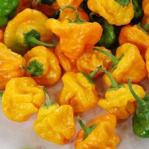 NC Heirloom Hot Pepper Seeds - Jamaican Yellow Habanero - Non GMO - Open Pollinated - Vegetable Gardening Grow Your Own Food