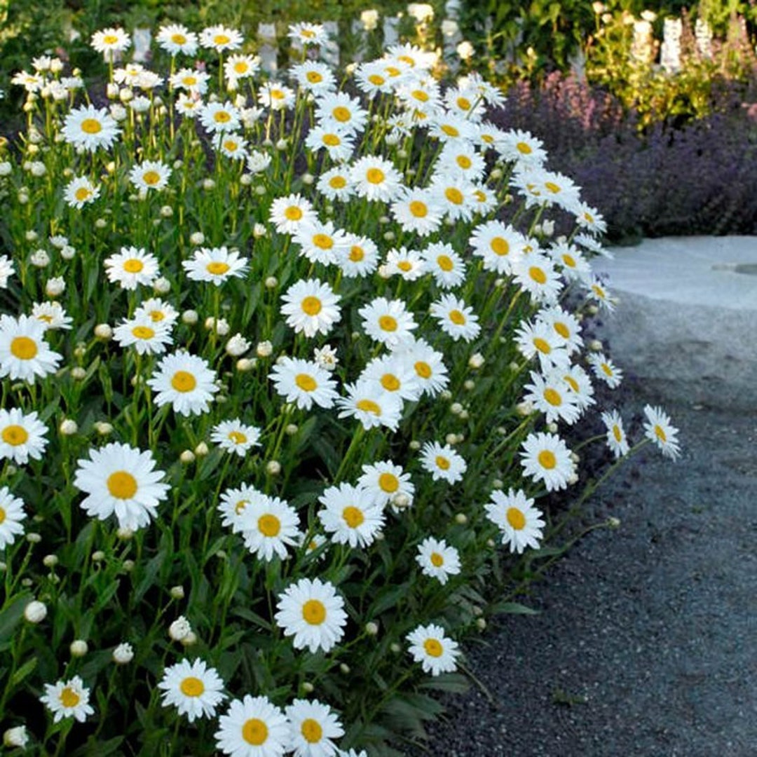 NC Heirloom Flower Seeds Shasta Daisy Crazy Daisy Summer Blooming