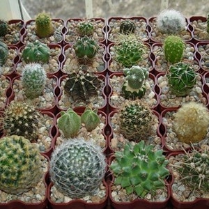 Vendeur américain Cactus Seeds Variété variée de graines de cactus image 3