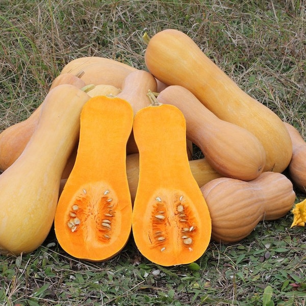 NC Heirloom Butternut Squash Seeds - Non GMO- Open Pollinated - Vegetable Gardening Grow Your Own Food