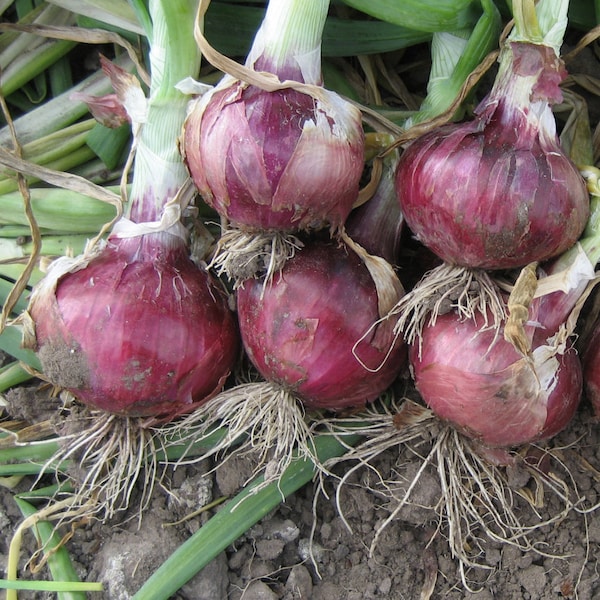 NC  Heirloom Onion Seeds - Red Creole - Short Day - Non GMO - Vegetable Gardening Grow Your Own Food