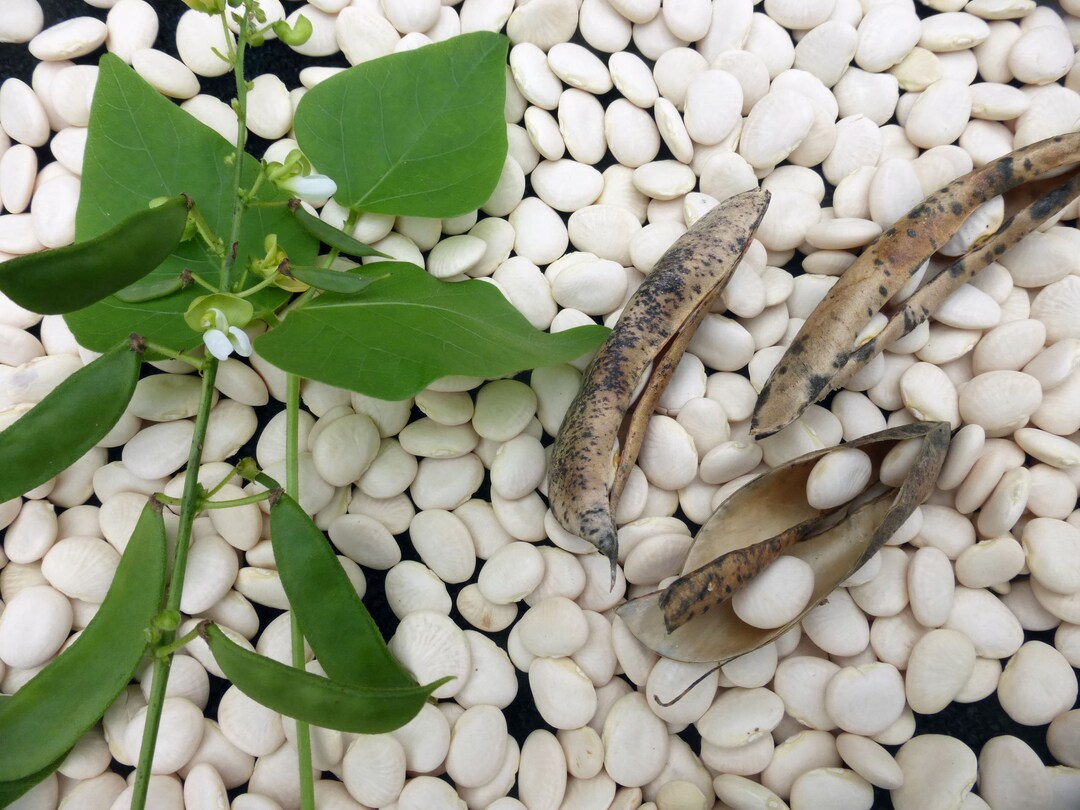 NC Heirloom Lima Beans Henderson Bush Non GMO Open Pollinated Vegetable Gardening Grow Your Own