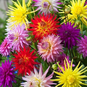 NC Heirloom Flower Seeds - Dahlia - Cactus Mix - Non GMO - Garden Pollinator Flowers - Save the Bees - Vegetable Gardening