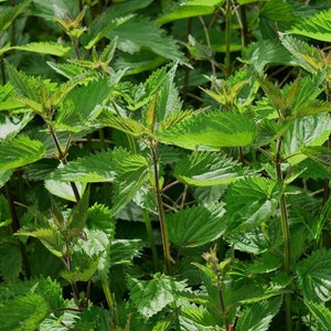 Stinging Nettles - Rare Seeds - US Heirloom Seeds - Non GMO - Open Pollinated - Vegetable Gardening Grow Your Own Food
