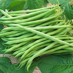 May include: A bunch of fresh green string beans, piled together. The beans are long and slender, with a bright green color.