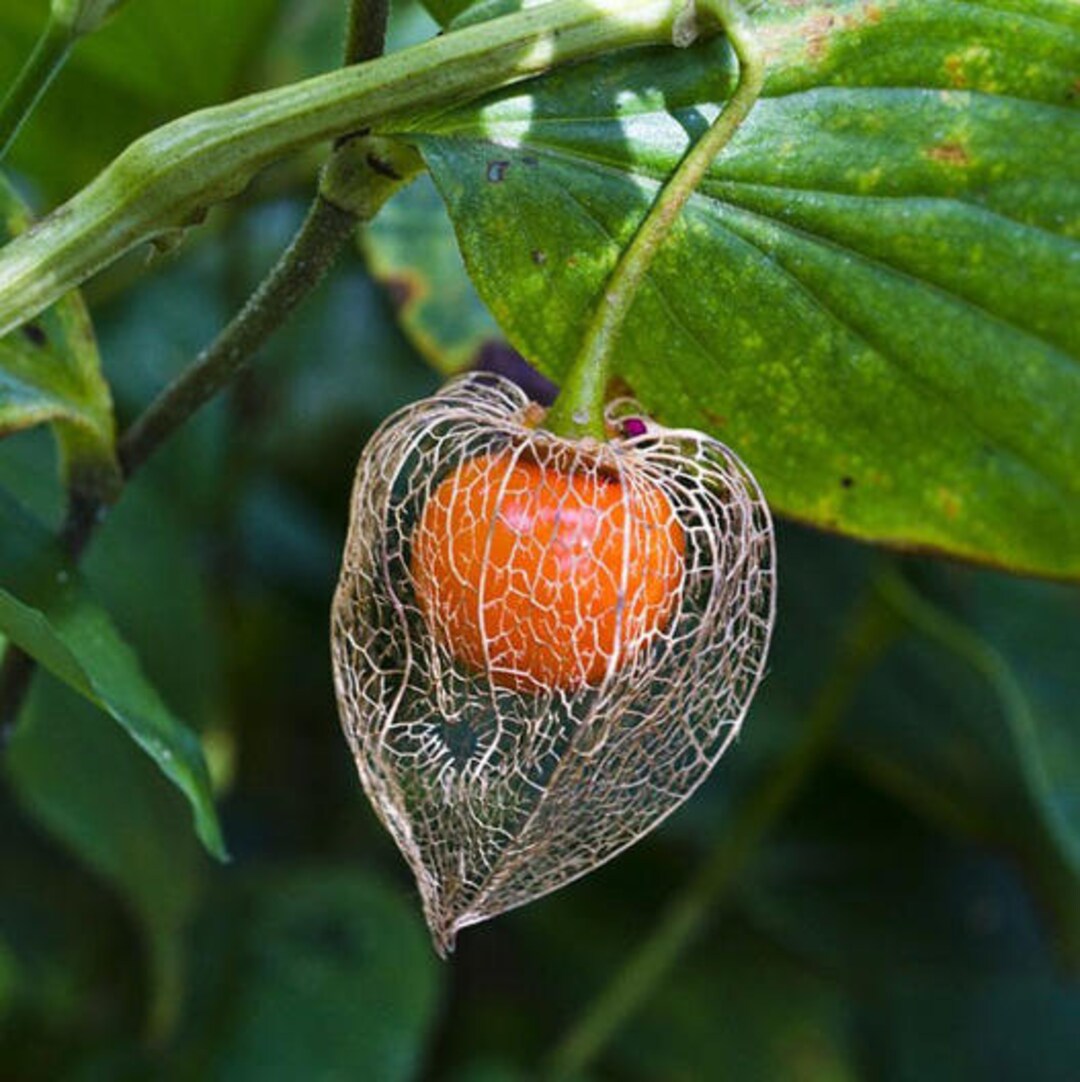 Purple Chinese Lantern Seeds For Planting - 50 Seeds - Exotic Garden Seeds E11