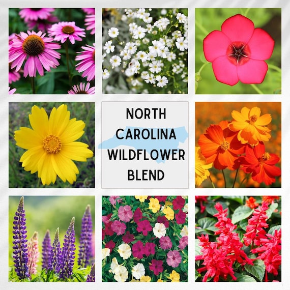 Heirloom North Carolina Wildflower Seed Mix Seeds - Easy Care - Great for  Kids - Perennial and Annual Mix - Etsy