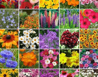 USA NORTHEAST Wildflower Seed Mix Seeds - Easy Care - Great for Kids -
