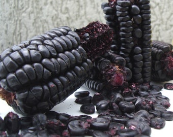 NC Heirloom Peruvian Purple Corn Seeds - Non GMO - Open Pollinated - Vegetable Gardening Grow Your Own Food