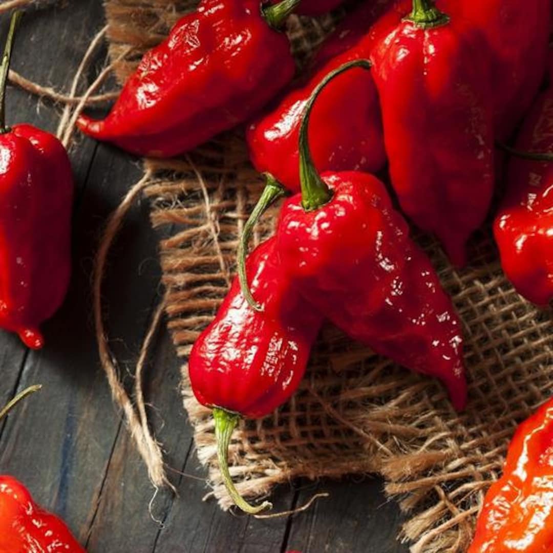 NC Heirloom Ghost Pepper Seeds - Bhut Jolokia Seeds - Non GMO - Harvest ...