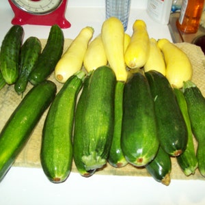 May include: A collection of green and yellow zucchini and cucumbers. The zucchini are arranged in a row, with the cucumbers placed in front of them.