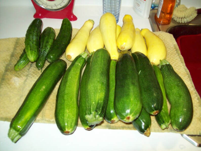 May include: A collection of green and yellow zucchini and cucumbers. The zucchini are arranged in a row, with the cucumbers placed in front of them.