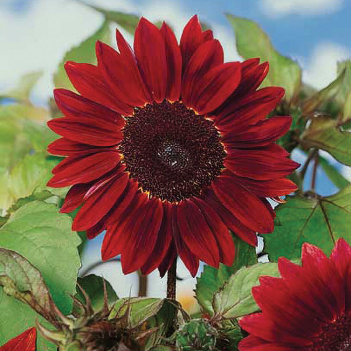 USA Seller Heirloom Organic Flower Seeds Chocolate Cherry Etsy