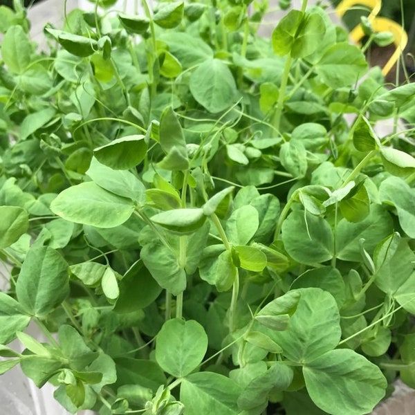 USA Heirloom Pea Shoot Seeds - Sprouting Seeds - Microgreens - Non GMO - Open Pollinated - Vegetable Gardening Grow Your Own Food