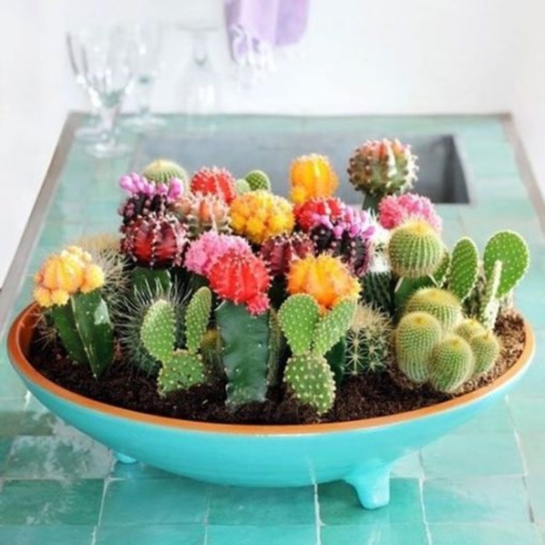 USA Seller Cactus Seeds Mixed Variety Cactus Seeds image 2