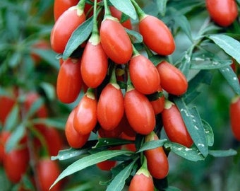 NC Heirloom Goji Berry Seeds - Non GMO - Open Pollinated - Vegetable Gardening Grow Your Own Food