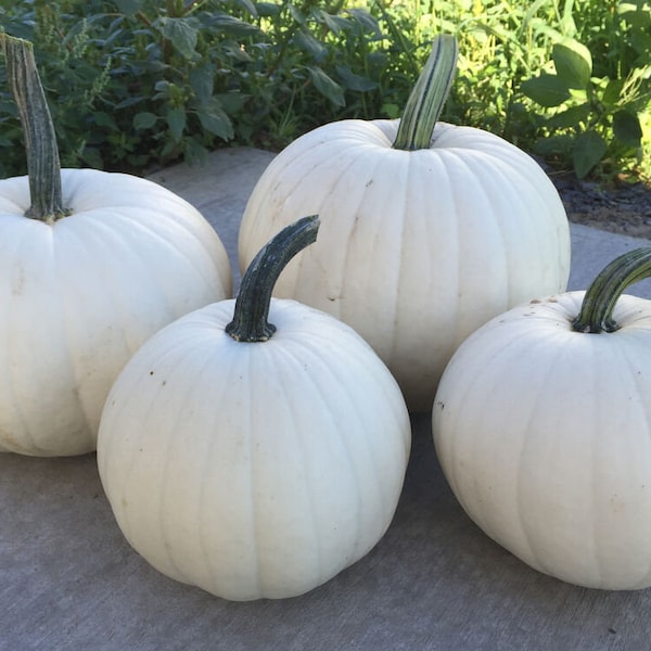 NC Heirloom Blanco Pumpkin Seeds - White Pumpkin - Non GMO - Vegetable Gardening Grow Your Own Food