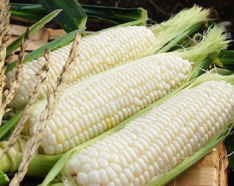 NC Heirloom Silver Queen Corn Seeds - Non GMO - Vegetable Gardening Grow Your Own Food