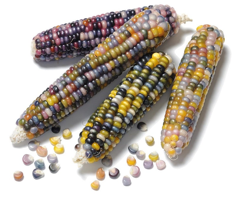 USA Heirloom Corn Seeds Glass Gem Corn Zea Mays Non GMO Vegetable Gardening Grow Your Own Food image 2