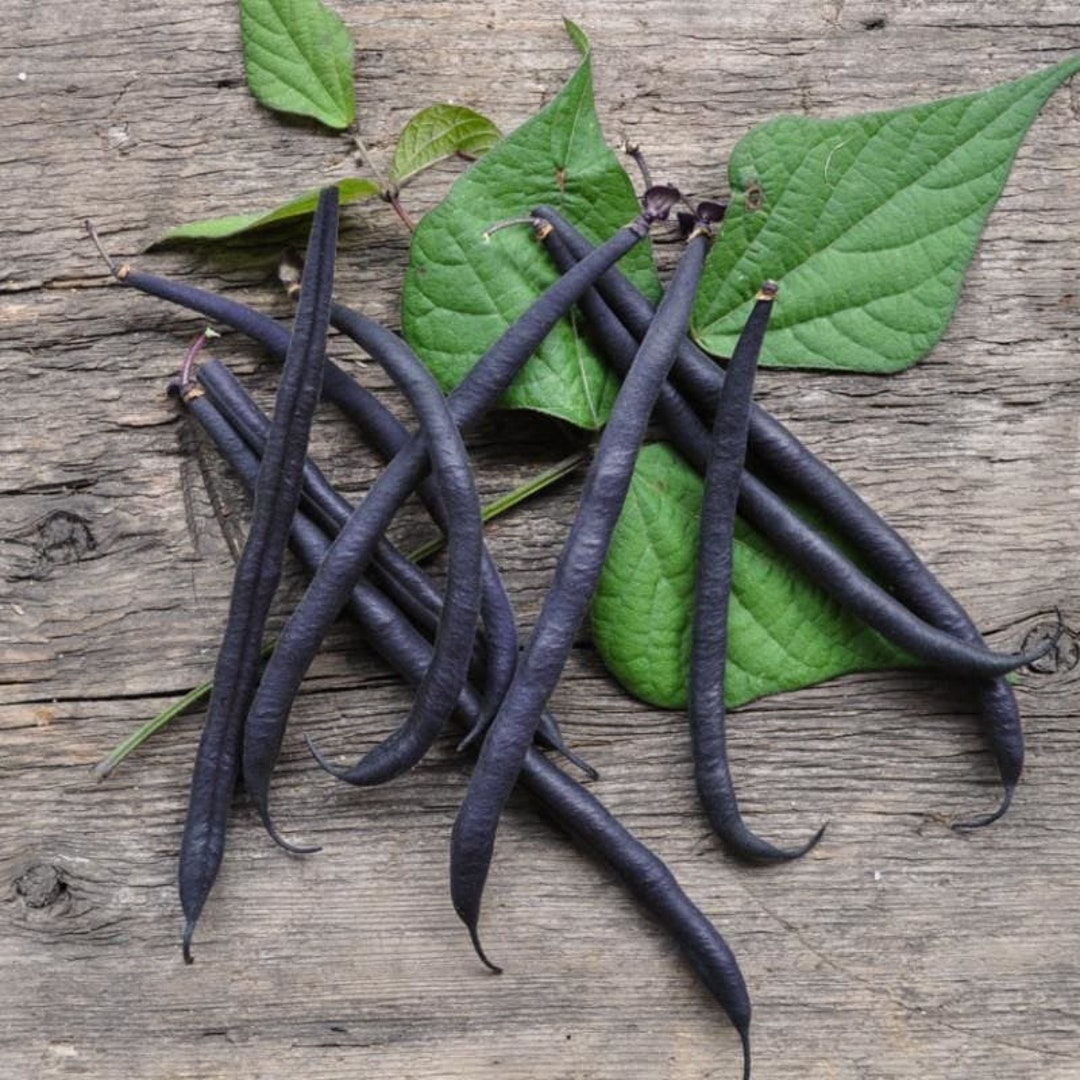 USA Heirloom Velour French Filet Bean bush, Snap Bean Seeds Non GMO
