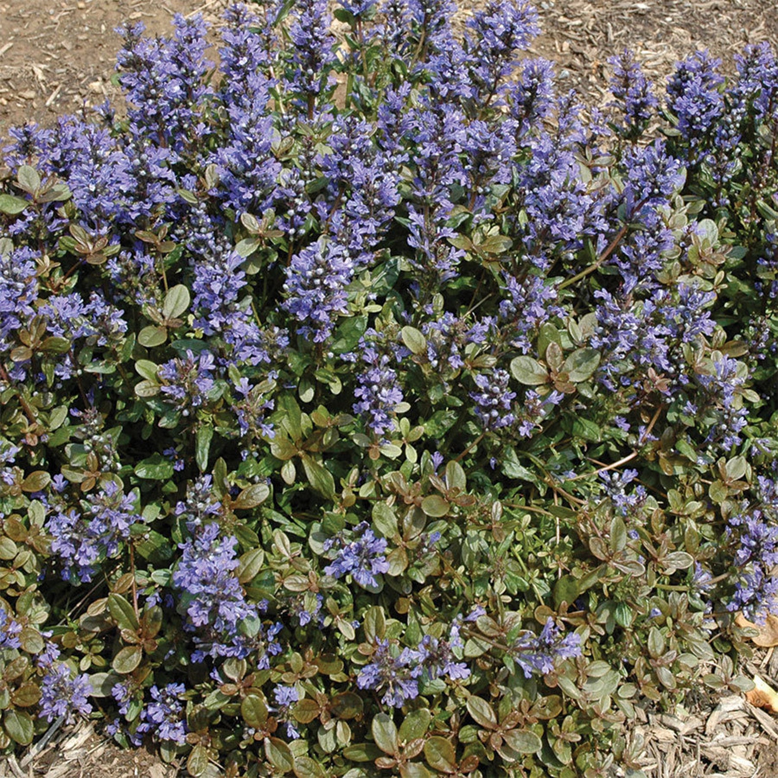 USA Seller - Ajuga Chocolate Chip Ground Cover Starter Plant - Live
