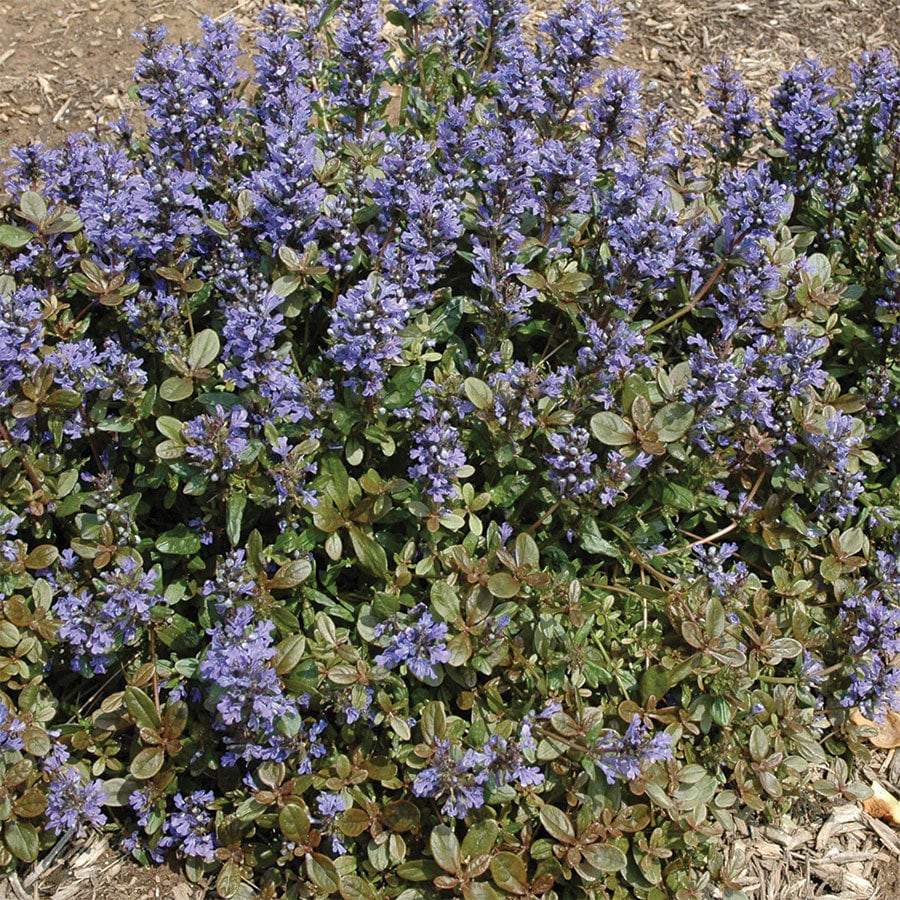USA Seller Ajuga Chocolate Chip ground Cover Starter Plant Etsy