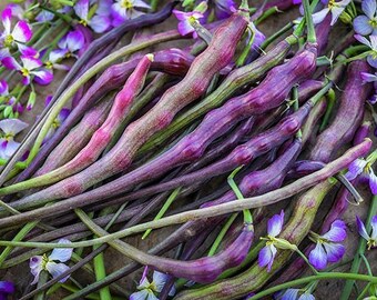 Heirloom Red Rats Tail Radish Seeds - Non GMO - Vegetable Gardening Grow Your Own Food
