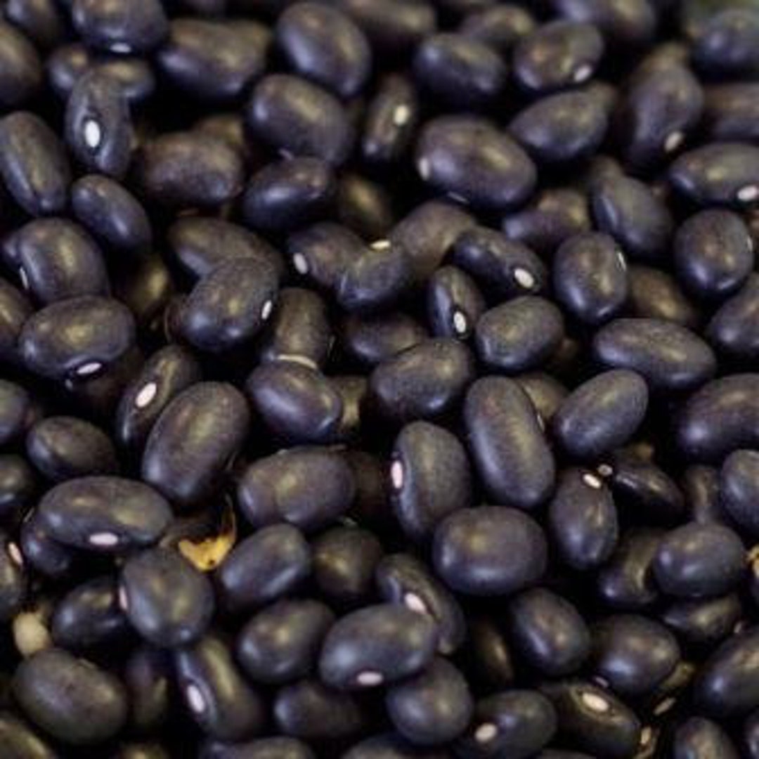 NC Heirloom Bean Seeds Black Turtle Bean Seeds Non GMO Vegetable