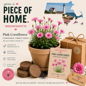 May include: A wildflower grow kit featuring pink cornflower seeds, a tan pot, three soil discs, and a gift box. The packaging includes text reading Grow a Piece of Home, Massachusetts, and Pink Cornflower Centaurea Cyanus Seeds, with a map of Massachusetts.