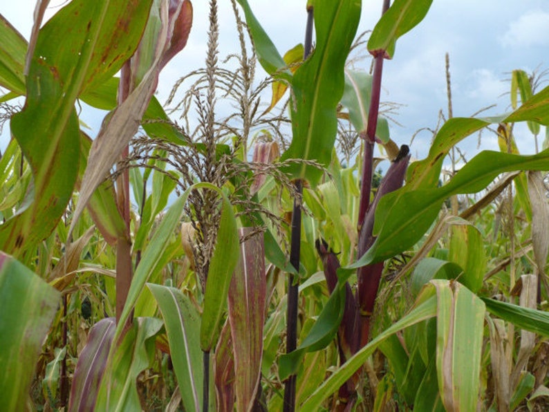 USA Heirloom Corn Seeds Glass Gem Corn Zea Mays Non GMO Vegetable Gardening Grow Your Own Food image 3