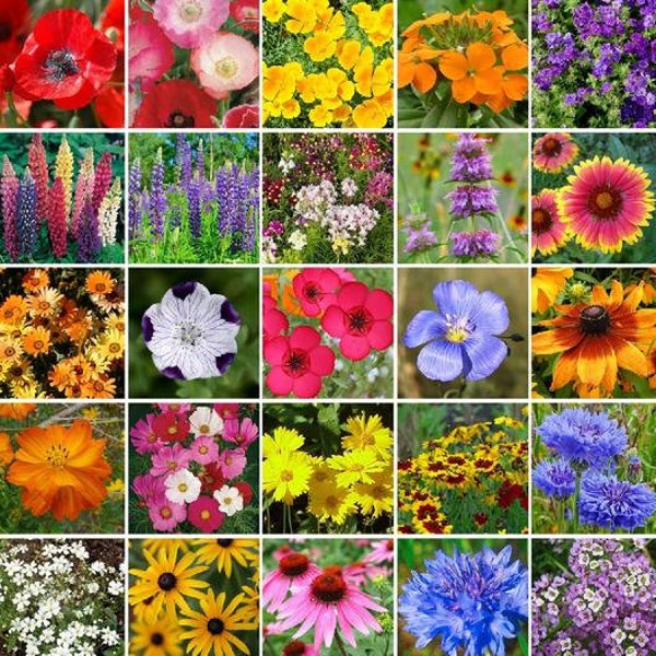 Heirloom SOUTHEAST Wildflower Seed Mix Seeds - Easy Care - Great for Kids - Carolina, Georgia, Florida, TN, Southeast Flower Mix