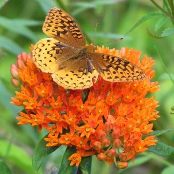 Butterfly Milkweed Seeds - Native Wildflower Asclepias Tuberosa - Garden Pollinator Flowers - Save the Bees - Flower Gardening - Bouquet