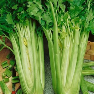 NC Heirloom Celery Seeds - Tall Utah - Non GMO - Open Pollinated - Vegetable Gardening Grow Your Own Food