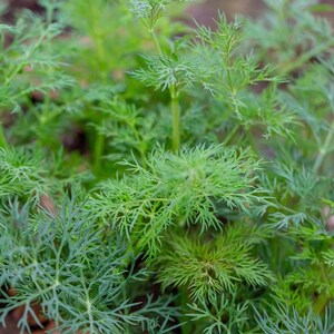 Heirloom Dill Seeds - Herb Seeds - Non GMO - Open Pollinated - Vegetable Gardening Grow Your Own Food