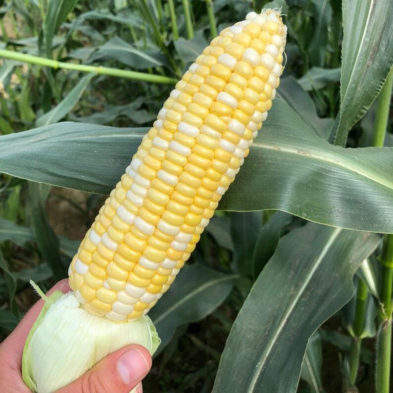 Heirloom Organic Bilicious Corn Seeds Non GMO Vegetable Etsy