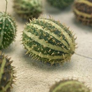 NC Heirloom Bush Hog Cucumber Seeds -  Non GMO - Open Pollinated - Vegetable Gardening Grow Your Own Food