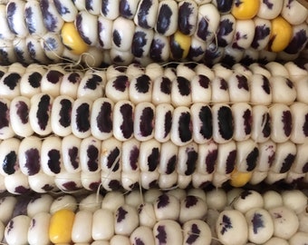 NC Heirloom Corn Seeds - Montana Cudu - Non GMO - Vegetable Gardening Grow Your Own Food