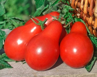 NC Heirloom Tomato Seeds - Red Pear - Non GMO - Open Pollinated - Vegetable Gardening Grow Your Own Food