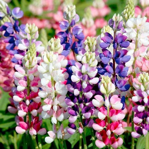 USA Seller - Flower Seeds - Lupine Seeds - Avalune Mix - Summer Blooming - Bouquet Mix - Cut Flower Seeds - Easy Care