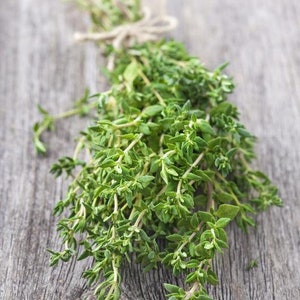 Heirloom Thyme Herb Seeds - Non GMO - Vegetable Gardening Grow Your Own Food