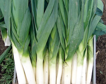 NC Heirloom Flag Leek - Vegetable Gardening Grow Your Own Food